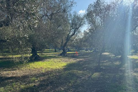 Landejendom i Ostuni, Brindisi, Ostuni - € 53.000 | Ref: 172821 - foto 8